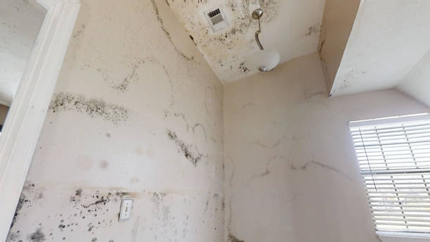 Best Mold Damage Restoration  in Third Lake, IL